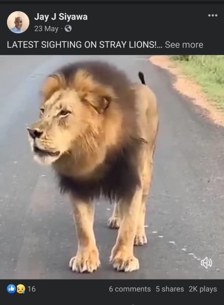 FALSE: This video of a stray lion was not captured in Zambia’s Western Province in May 2024