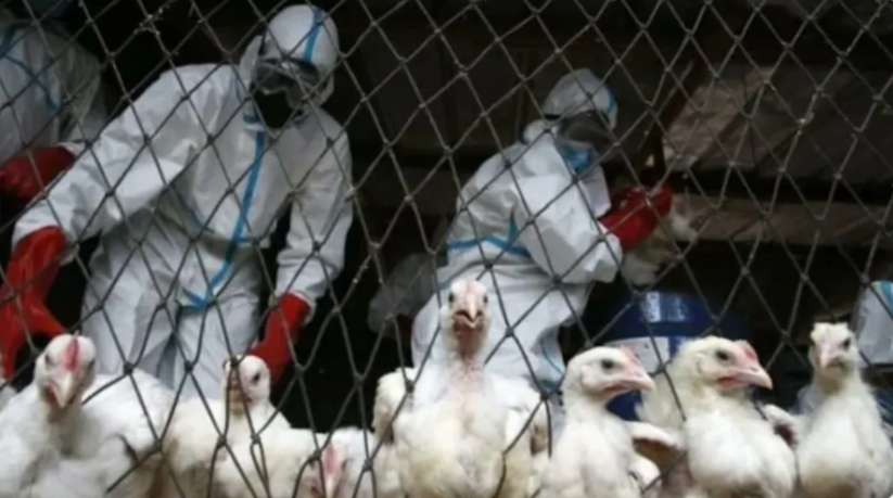 FALSE: WHO didn’t order governments to cancel upcoming elections due to bird flu outbreak